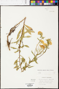 Heterotheca camporum image