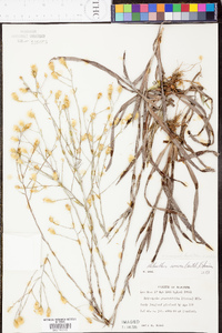 Heterotheca microcephala image