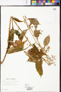 Lactuca floridana image