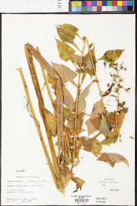 Lactuca floridana image