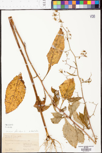 Lactuca floridana image