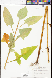 Lactuca floridana image