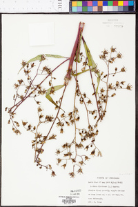 Lactuca floridana image