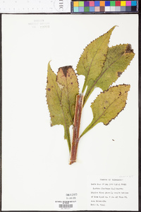 Lactuca floridana image