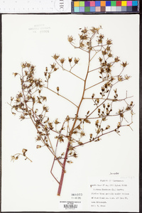 Lactuca floridana image