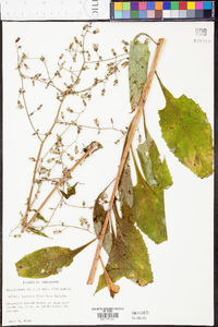 Lactuca floridana image