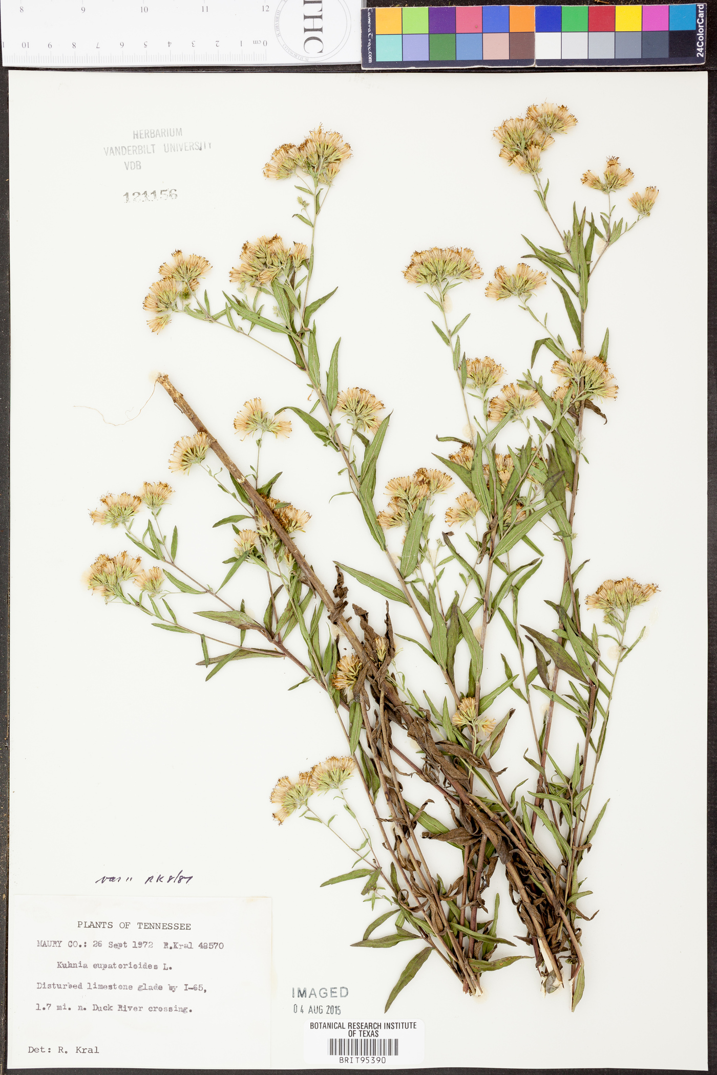 Kuhnia eupatorioides image