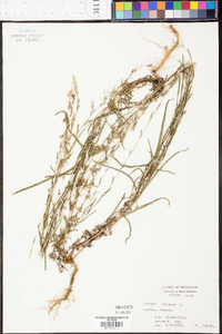 Lactuca saligna image