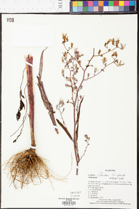 Lactuca floridana image