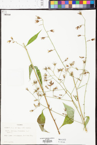 Lactuca floridana image