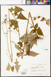 Lactuca floridana image