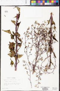 Lactuca floridana image