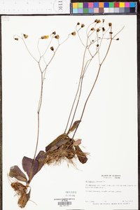 Hieracium venosum image