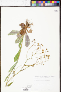 Hieracium venosum image