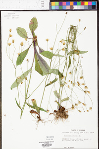 Hieracium venosum image