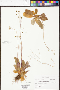 Hieracium venosum image