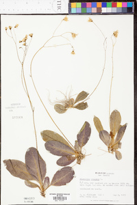 Hieracium venosum image