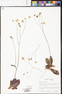 Hieracium venosum image