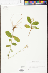 Hieracium gronovii image