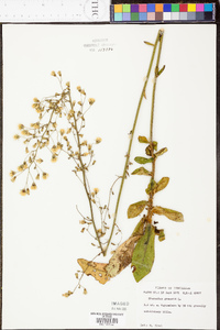 Hieracium gronovii image