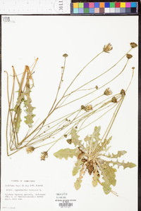 Hypochaeris radicata image