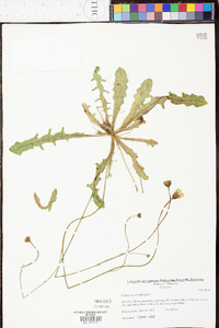 Hypochaeris radicata image