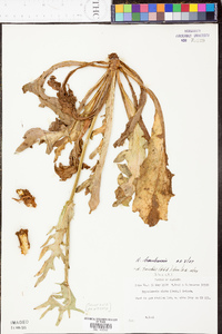 Hypochaeris brasiliensis image