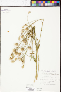 Hypochaeris brasiliensis image