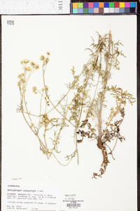 Hymenopappus scabiosaeus image