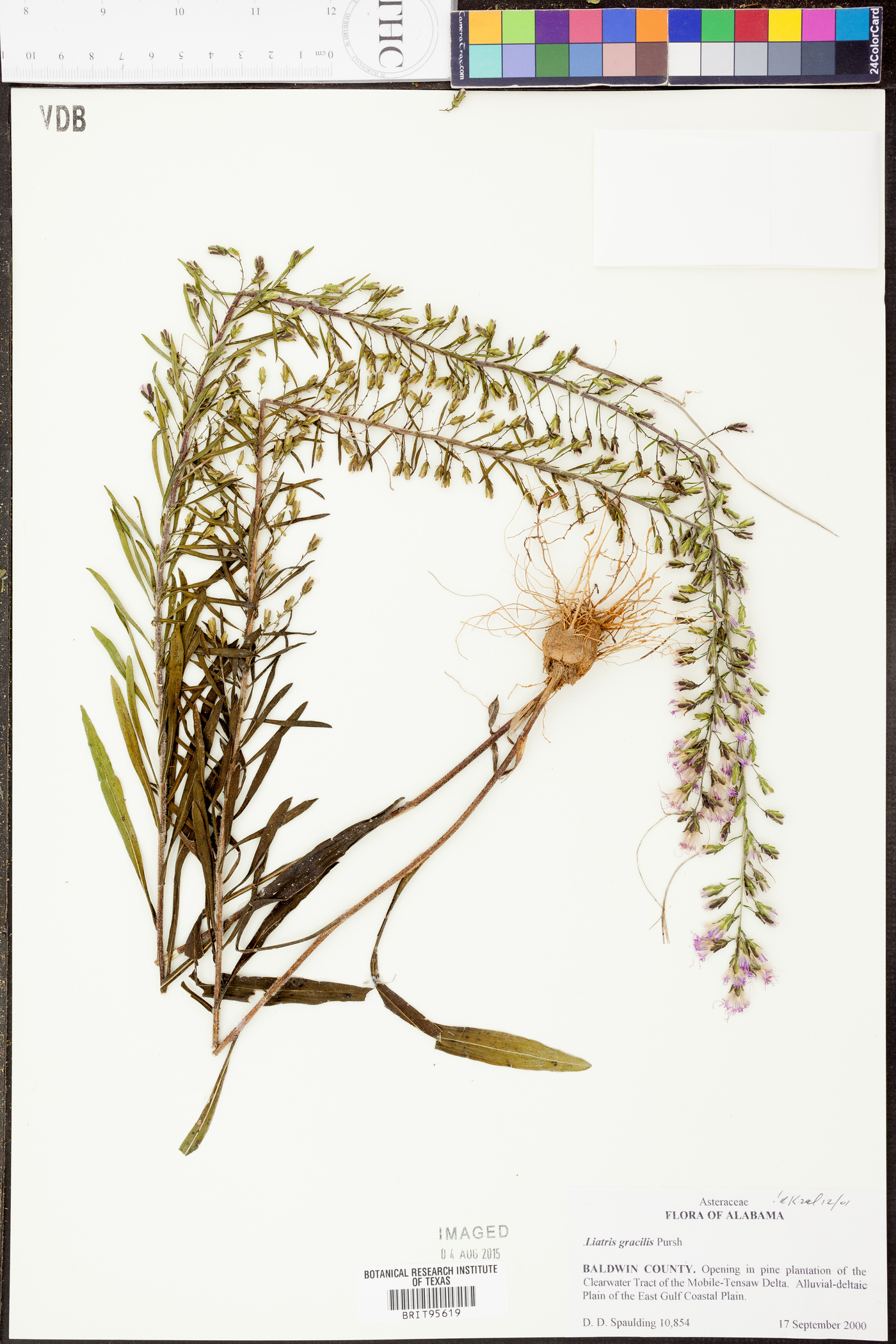 Liatris gracilis image