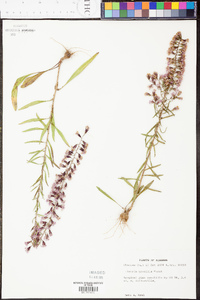 Liatris gracilis image