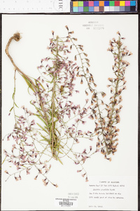 Liatris gracilis image