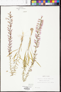 Liatris gracilis image