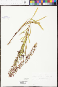 Liatris gracilis image