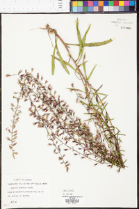 Liatris gracilis image