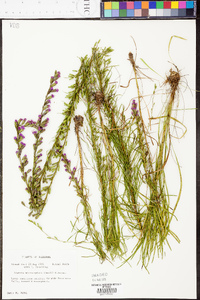 Liatris microcephala image