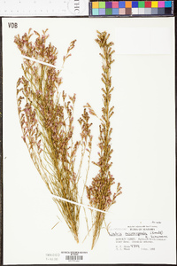 Liatris microcephala image