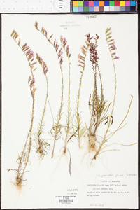 Liatris pauciflora image