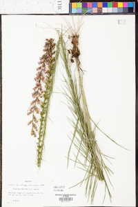 Liatris spicata image