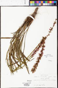 Liatris spicata image