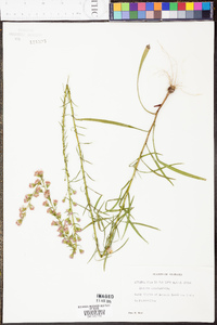 Liatris graminifolia image