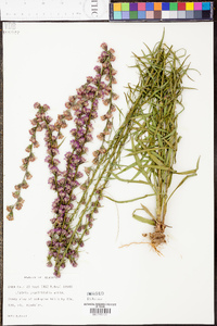 Liatris graminifolia image