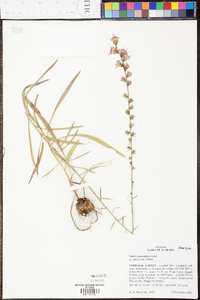 Liatris graminifolia image