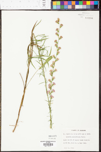 Liatris graminifolia image