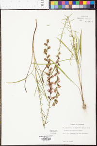 Liatris graminifolia image