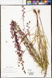 Liatris graminifolia image