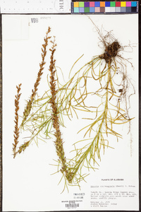 Liatris microcephala image