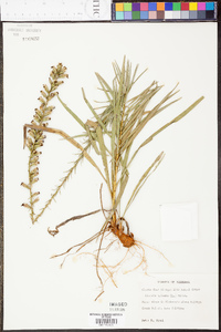 Liatris spicata image