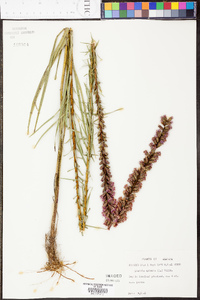 Liatris spicata image