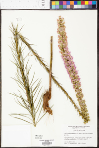 Liatris spicata image